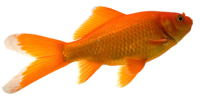 gold fish