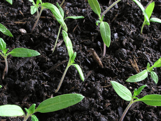 0970 - semis de tomates