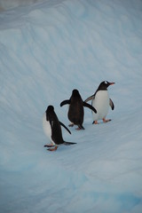 pinguins on the run