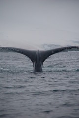 diving whale