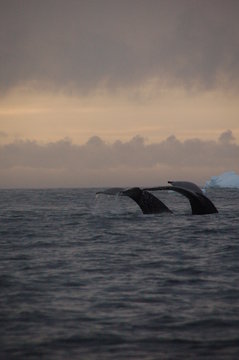 mother and calf searching for food