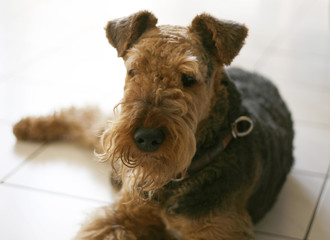 hund liegt gehorsam auf dem boden