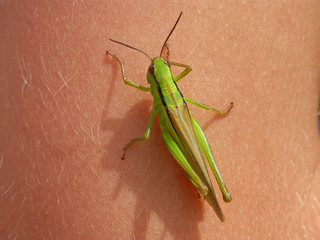 grasshopper