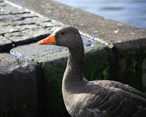 grey duck tjorn lake