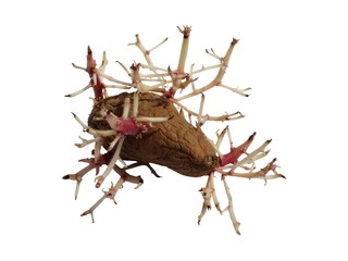 potatoes with germination