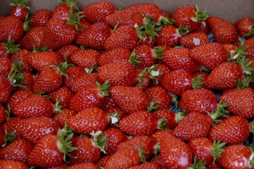 plateau de fraises