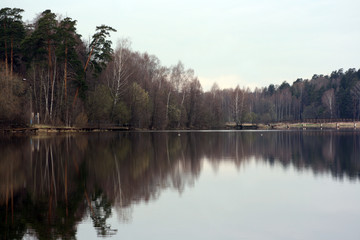 reflection of a wood