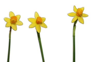 Crédence de cuisine en verre imprimé Narcisse narzissen daffodil