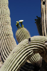 springtime cactus blossoms