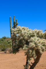 cholla and saguaro