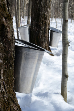 collecting maple sap to produce syrup
