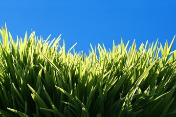 grass