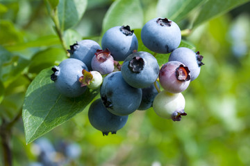blueberry - 3019265