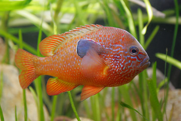 beautiful orange fish