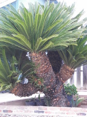 mother sego palm tree