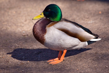duck