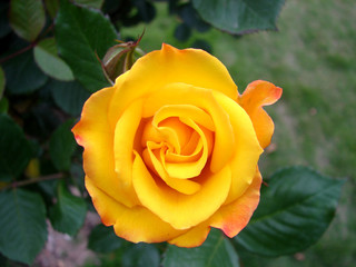 yellow rose in blooming2
