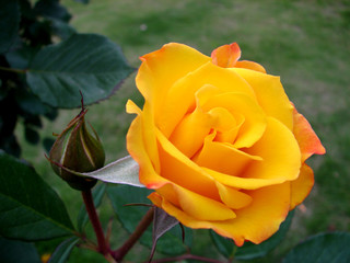 yellow rose in blooming