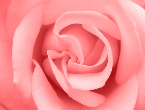 pink rose in details