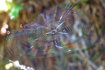 spinnennetz