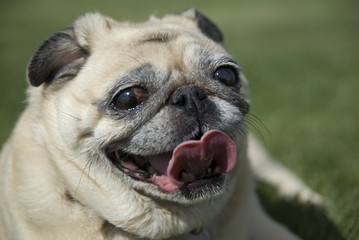 happy fawn pug