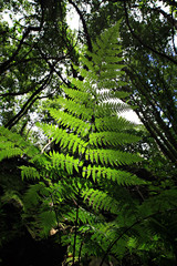 ferns leaves