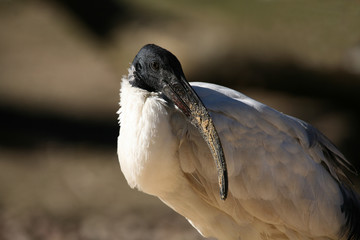 ibis
