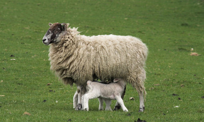 Obraz premium feeding lambs