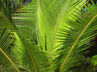 palm leaves