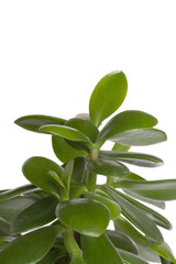 dollar plant (crassula portulacea) leaves close up