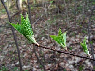 new spring leaves