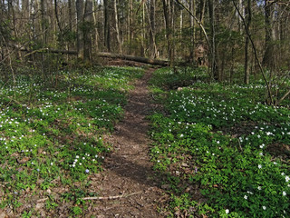 spring forest