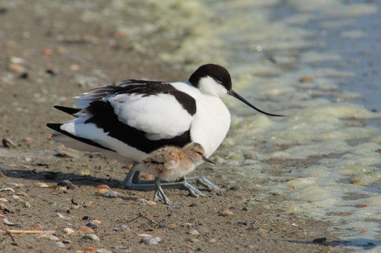 avocette &eacute;l&eacute;guante