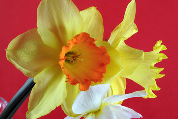 Obraz na płótnie Canvas daffodils