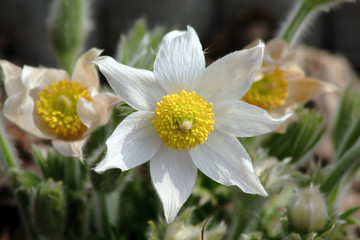  white pasque-flower