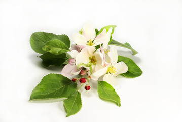 apfelblüte