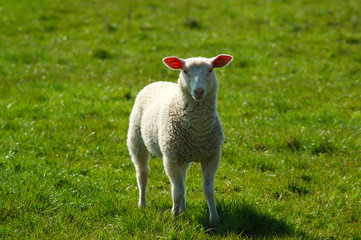 lamm auf einer wiese