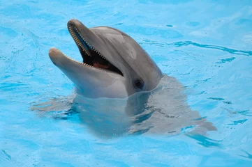 Foto auf Glas glücklicher Delphin © Lars Christensen