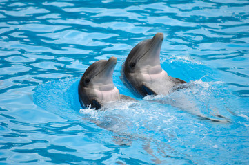 Obrazy na Szkle  wyścig delfinów