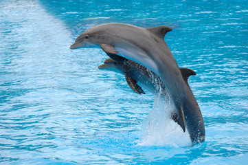 Obrazy na Szkle  skaczące delfiny