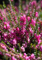 Obraz premium pink flower blooming