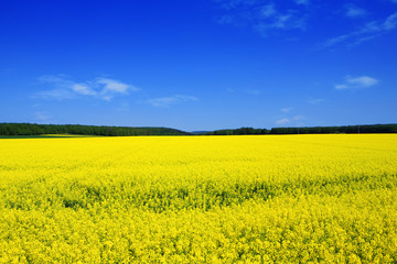 Obraz premium wiosenne kolory