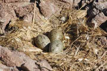 small nest with eggs