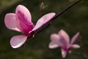 Plaid mouton avec motif Magnolia magnolia (magnolia)