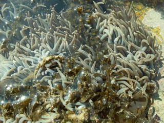 Fototapeta na wymiar algue marine