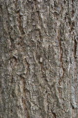 Fototapeta premium tree bark