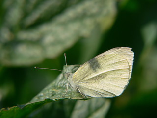 Obraz premium de profil