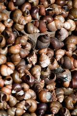 brown sea shells
