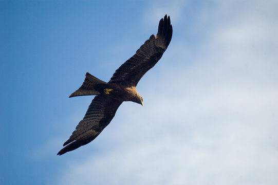 african sea eagle