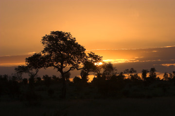 Fototapeta na wymiar sunset with orange